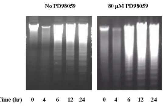 Fig. 5 p21 activation not involved in the arsenite-indcued apoptosis in  A431 cells 