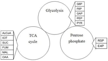 Figure 2.1 The distribution of metabolites in each pathway. 