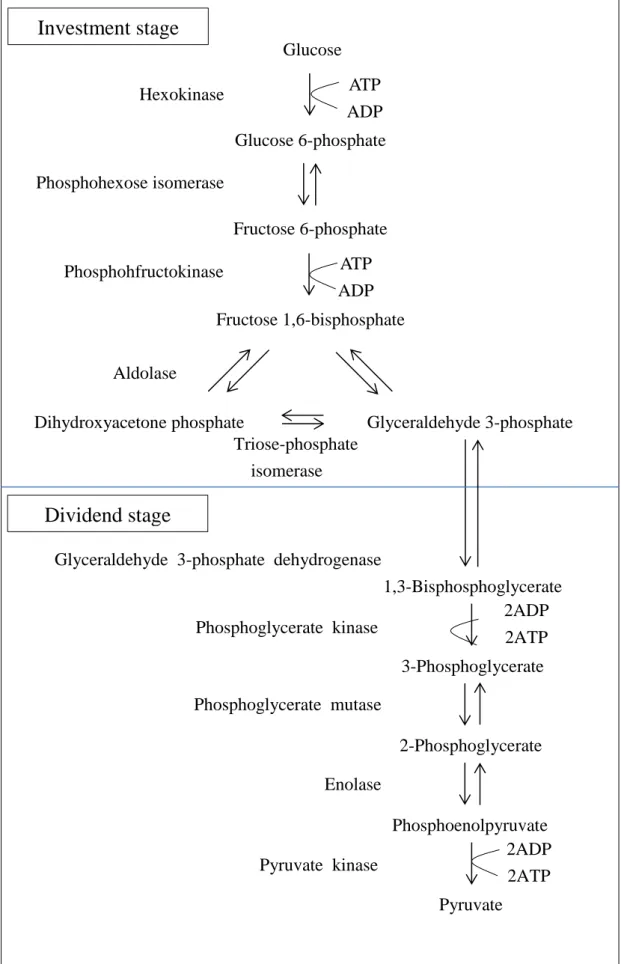 Figure 2.2 The schematic of reactions and the two phases of glycolysis. 