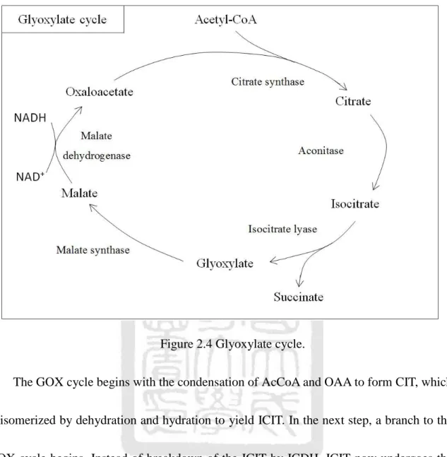 Figure 2.4 Glyoxylate cycle. 