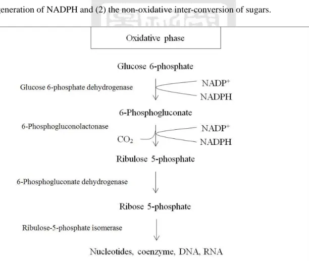 Figure 2.6 Oxidative phase of pentose phosphate pathway. 