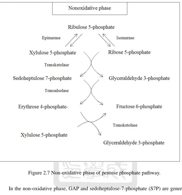 Figure 2.7 Non-oxidative phase of pentose phosphate pathway. 