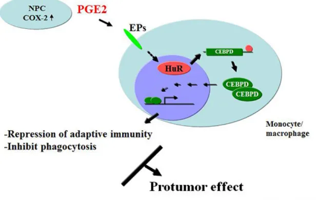 Fig. 1 The protumor effect of CEBPD activation in response to PGE2 in TAM. PGE2 induces nuclear HuR shuttles  to cytoplasm and the cytosolic HuR binds to and stabilizes CEBPD mRNA