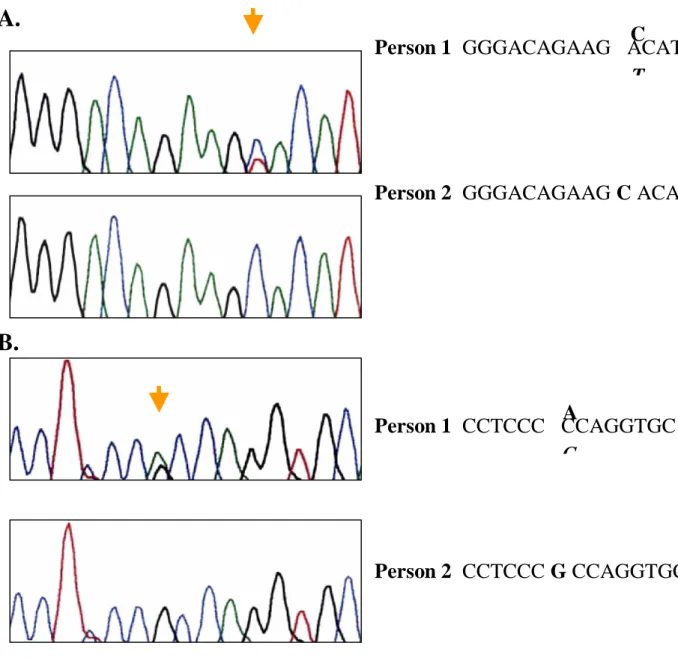 Figure 6. Sequencing data of exon 4 and exon 6 of p22phox.  (A) 