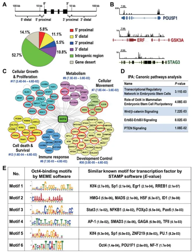 Figure 1. Identification of global binding sites and potential interacting partners of Oct4 in lung cancer cells