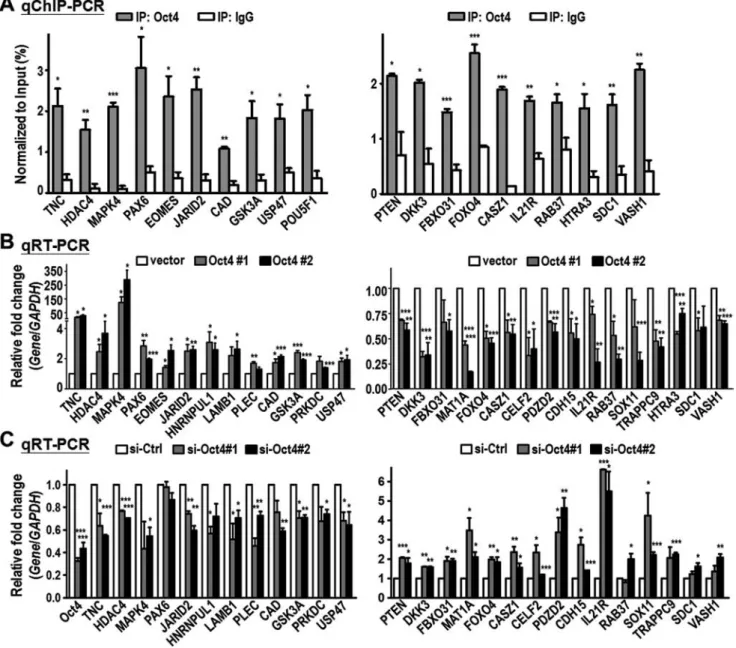 Figure 2. Oct4 induces expression of oncogenic genes while represses tumor suppressor-like genes