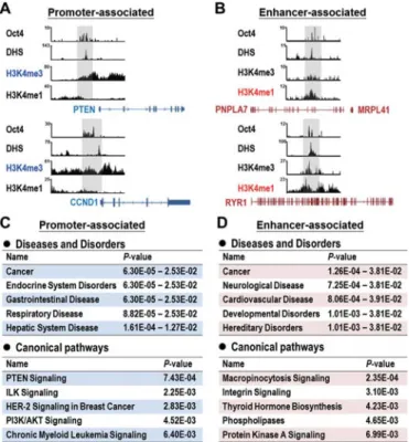 Figure 3. Involvement of Oct4-targeted promoter- and enhancer- enhancer-associated genes in critical signaling pathways relevant to cancer progression
