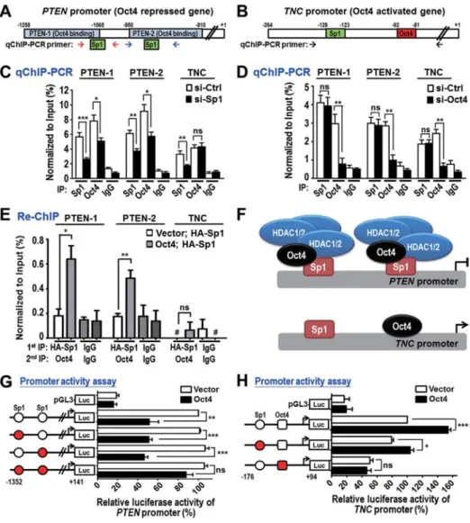 Figure 4. Differential targeting and regulation of Oct4 and Sp1 on PTEN and TNC promoters