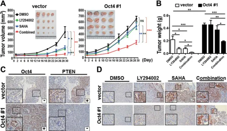 Figure 6. Combinatorial treatment of LY294002 and SAHA overcomes Oct4-mediated drug resistance in vivo