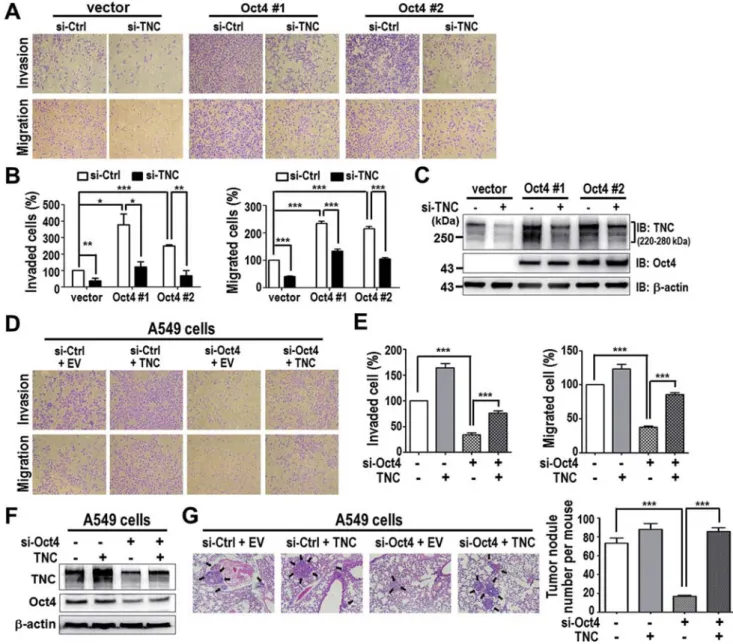 Figure 7. TNC expression is required for Oct4-mediated cancer invasiveness in vitro and in vivo