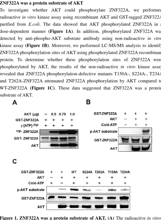 Figure 1. ZNF322A was a protein substrate of AKT. (A)  The radioactive in vitro  kinase assay demonstrated that AKT phosphorylated ZNF322A in a dose dependent