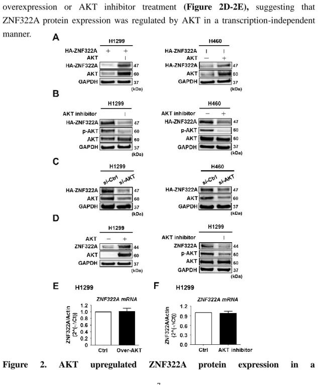 Figure  2.  AKT  upregulated  ZNF322A  protein  expression  in  a 