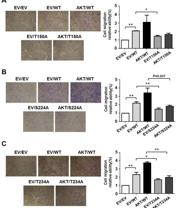 Figure 5. AKT-mediated Thr-150, Ser-224, Thr-234 phosphorylation induced   