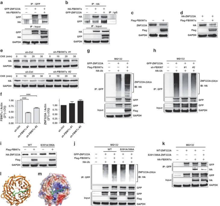 Figure 4. FBXW7α promotes ZNF322A ubiquitination and degradation in a CK1δ/GSK3β-dependent manner