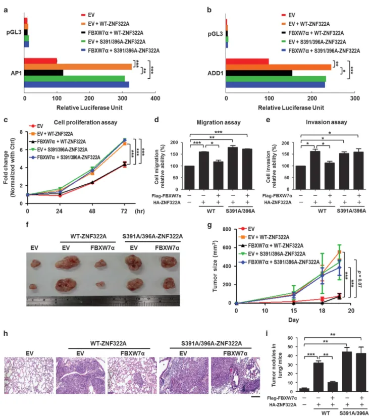 Figure 5. Downregulation of ZNF322A by FBXW7α impairs ZNF322A-induced transcription activity, cell proliferation and cell motility.