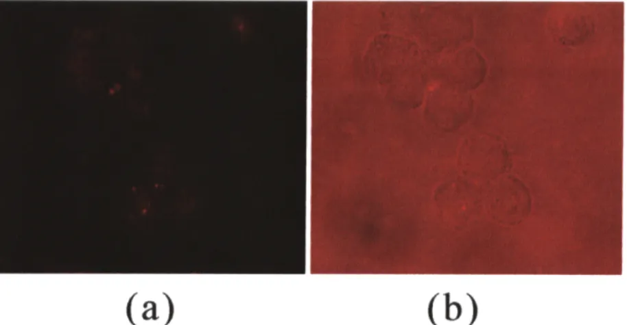圖 1 係本發明測試例 1 之組織切片螢光照片，其中，圖 1(a)為使用 MBP 微脂粒處理癌細 胞的螢光照片；圖 1(b)為經 MBP 微脂粒處理的癌細胞照片；圖 1(c)為使用 DP4A 微脂粒 處理 癌細胞的螢光照片；以及圖 1(d)為經 DP4A 微脂粒處理的癌細胞照片。 圖 2 係本發明測試例 2 之組織切片螢光照片，其中，圖 2(a)為轉移發生後注射 DP4A 微脂 粒之螢光照片；圖 2(b)為轉移發生後注射 DP4A 微脂粒之白光照片；圖 2(c)為轉移發生後注 射 MBP 微脂粒之螢光照片；