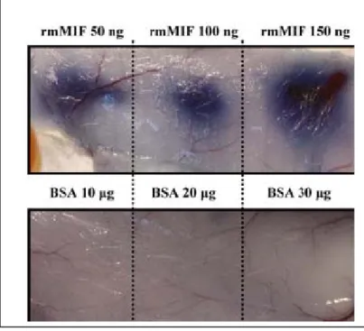 Figure 7. MIF increase the permeability of mice in vivo. 