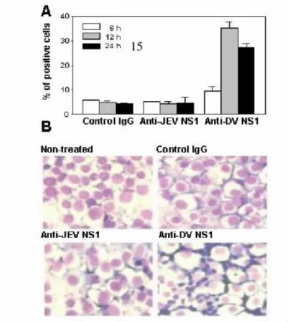 Fig.  4.  MCP-1  but  not  RANTES  mRNA  expression  after  anti-DV  NS1  treatment. 