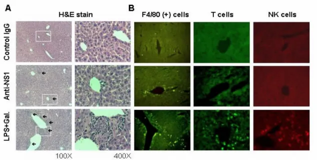 Fig.  7.  Histopathological  changes  in  the  livers  of  C3H/HeN  mice  immunized  with  NS1 protein