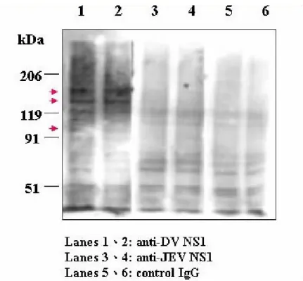 Fig.  9.  The  cross-reactivity  of  dengue  patient  sera  is  not  observed  in  liver  cell  lines  tested