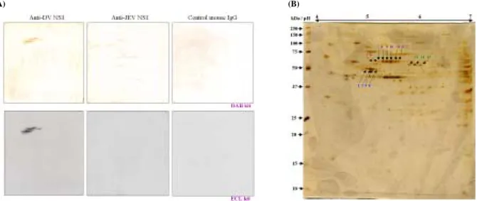 Figure 1. Hybridization of endothelial membrane extracts of HMEC-1 with anti-DV NS1, anti-JEV  NS1 and control mouse IgG (A)