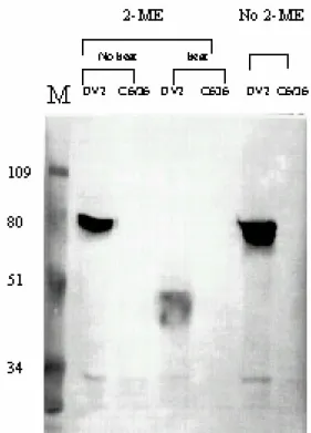 Fig. 2. 13-F4-G5 mAb recognizes dengue virus NS-1 protein. 