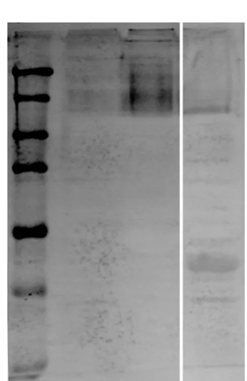 Fig. 4. 13-F4-G5 preferentially recognizes thrombin-activated platelets. 