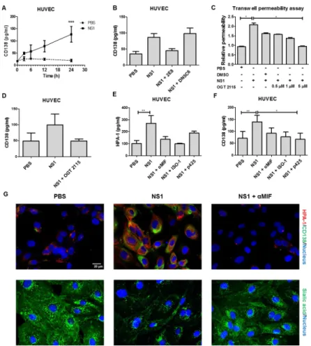 Fig 3. DENV NS1-induced HPA-1 secretion leading to glycocalyx degradation and hyperpermeability is MIF dependent