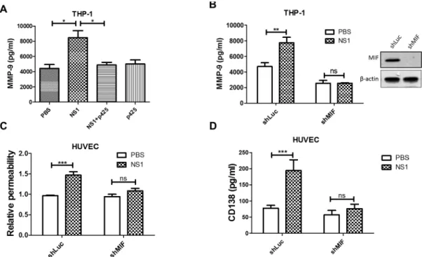 Fig 6. NS1-induced MMP-9 secretion from THP-1 cells is regulated by MIF. (A) PMA-activated THP-1 cells were treated with PBS, NS1, or NS1 with p425 for 24 h, and the concentration of MMP-9 in the supernatant was determined by ELISA (n = 5)