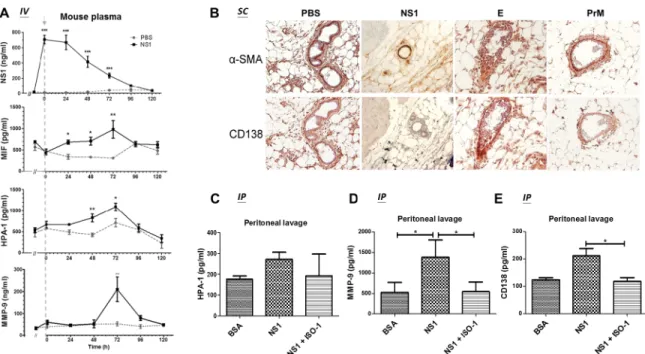 Fig 7. MIF inhibition attenuates DENV NS1-induced glycocalyx degradation in mice. (A) Before the injection of PBS or NS1, the blood of 8- to 12-week-old BALB/c mice (n = 3) was collected by orbital sinus sampling with 10% citrate