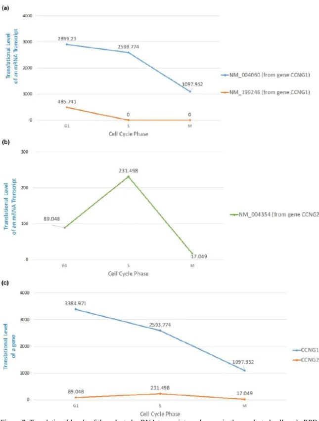 Figure 7. Translational levels of the selected mRNA transcripts and genes in three selected cell cycle RPDs  (G1 phase, S phase and M phase)