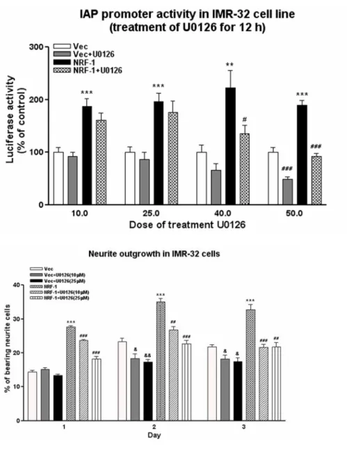 Figure 11. MAPK involves in the function of α-Pal/NRF-1. A, The MEK  inhibitor U0126 inhibits the enhancement of the IAP promoter activity of  α-Pal/NRF-1 in IMR-32 cells