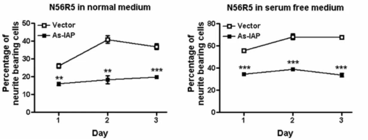 Figure 12. IAP mediates the function of α-Pal/NRF-1. Antisense IAP cDNA  inhibits neurite outgrowth in N56R-5 cells