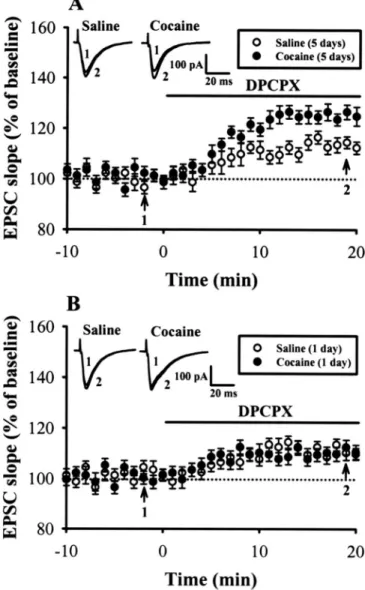 Figure 5. Endogenous adenosine tone is greater in slices from repeated cocaine-treated rats