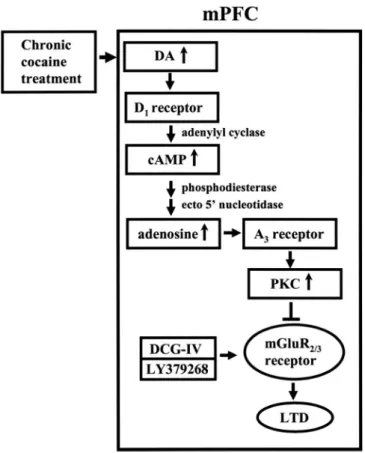 Figure 7. Schematic model illustrating the proposed mechanism for the impairment of group II mGluR-mediated LTD induction in the mPFC after repeated cocaine administration.