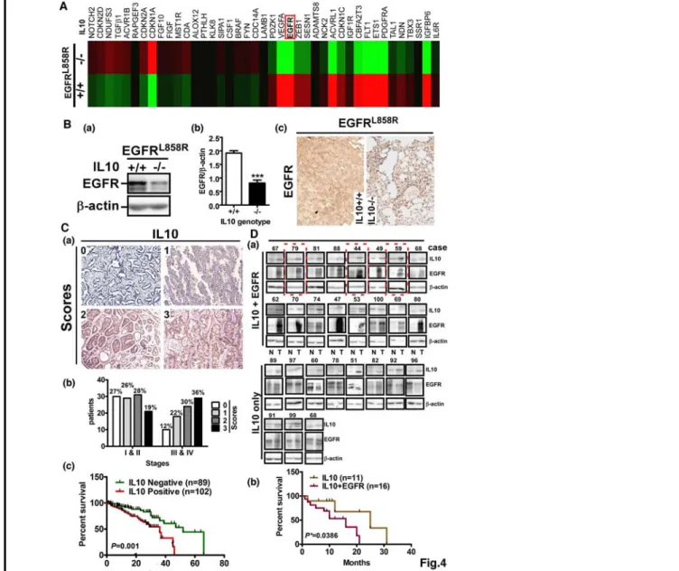Figure 4. IL10 regulates EGFR expression through Src activation. A. The proliferation-related gene  expression profile from microarray analysis in EGFR L858R  and EGFR L858R /IL10 -/- 