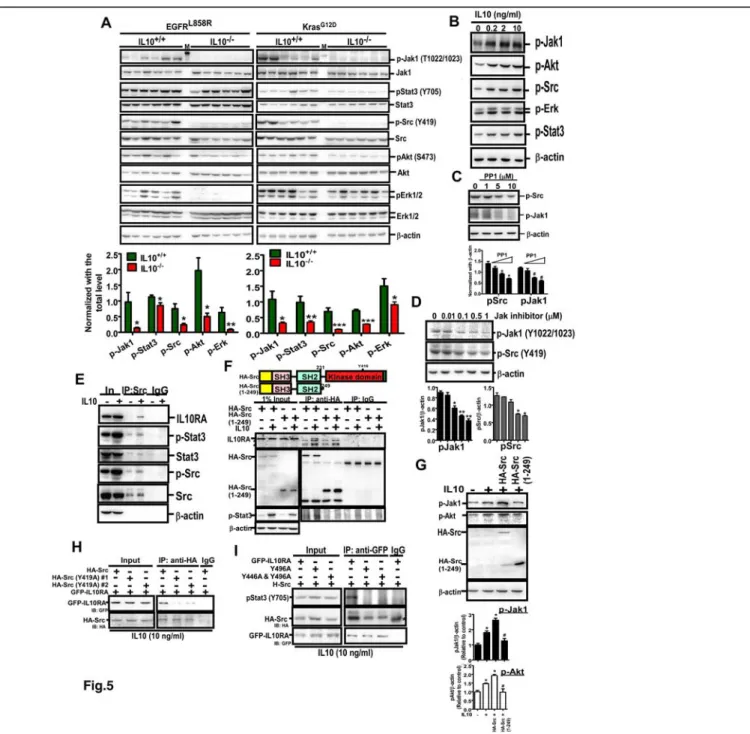 Figure  5.  IL10  induces  oncogenic  signaling  through  inducing  the  interaction  of  IL10RA  with  phospho-Src