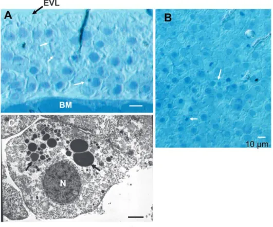 Fig. 1. Electron micrographs of apoptotic cell death within the zebrafish embryo at shield stage