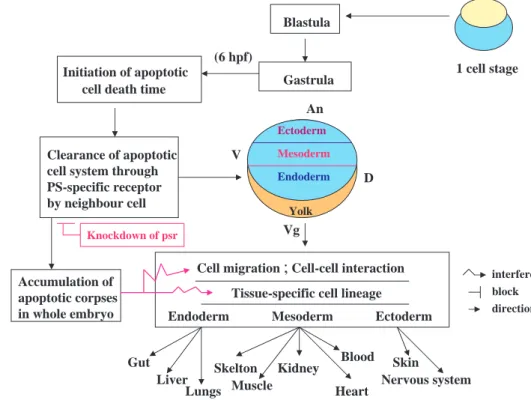 Fig. 8. Depiction of the hypothesis that PSR plays a crucial role in engulfing apoptotic cell corpses that affect normal embryonic development and