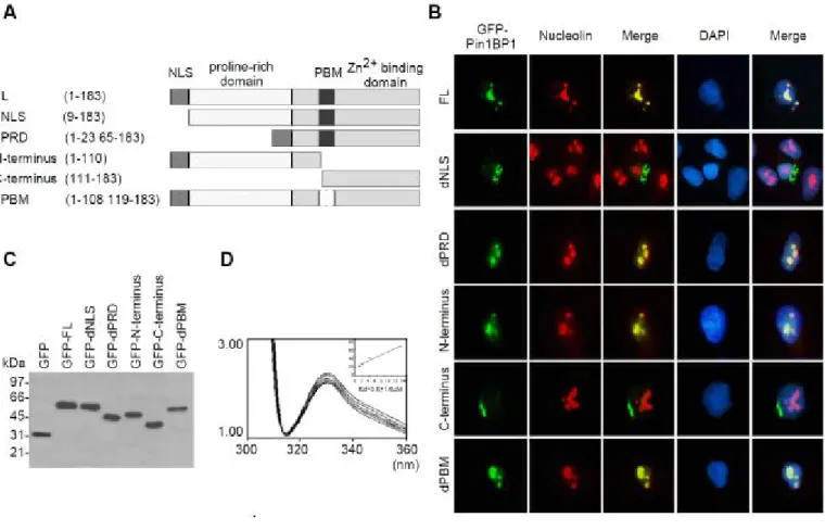 Fig. 2. Functional characterization of Pin1BP1.   