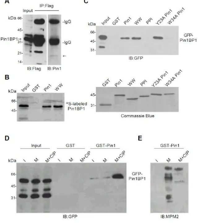 Fig. 3. Pin1BP1 interacts with Pin1 WW domain in a non-phosphorylation dependent manner