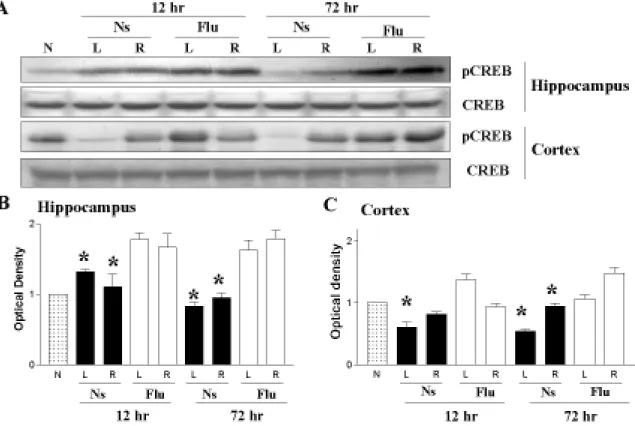 Figure 4. Low-dose fluoxetine pretreatment increased CREB phosphorylation (pCREB) in the  hippocampus and cortex after hypoxic-ischemia (HI)