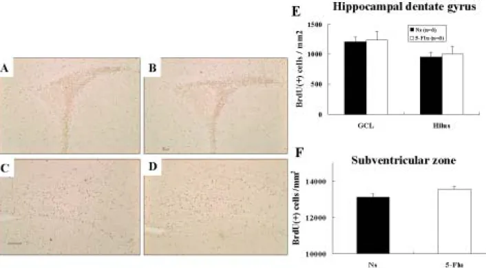 Figure 5. Daily 5-mg/kg fluoxetine for 7 days from P1 to P7 did not alter progenitor cell 