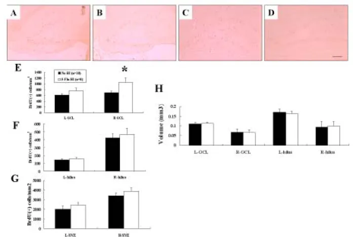 Figure 6. Fluoxetine pretreatment increased neurogenesis by increasing precursor cell survival in  the ipsilateral hippocampal granule cell layer (GCL) 14 days after hypoxic-ischemia (HI)
