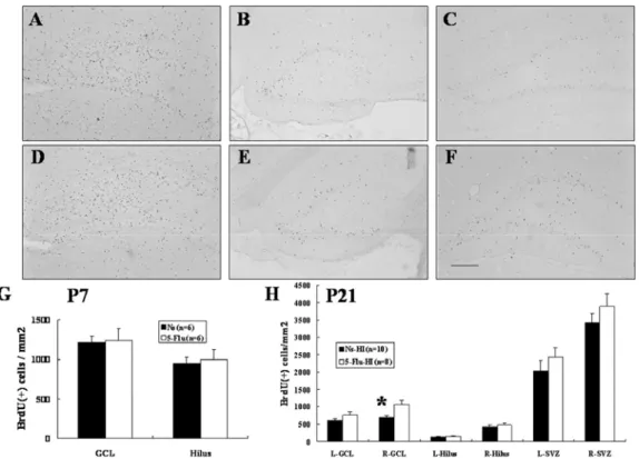 Fig. 6    The neuronal identity of bromodeoxyuridine (BrdU)(+) cells in the hippocampal  dentate gyrus after hypoxic-ischemia (HI)