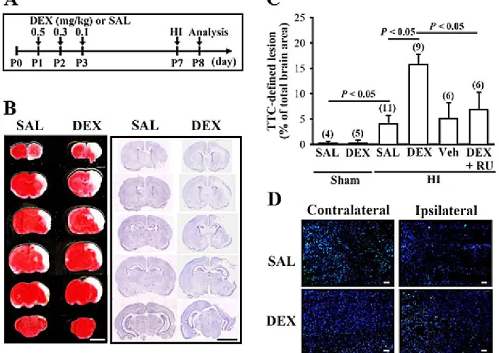 Figure 1. Effect of neonatal DEX treatment on HI-induced brain injury.