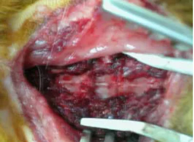 Fig. 1 Intraoperative picture showed anterior surface of the C2, C3, and C4 