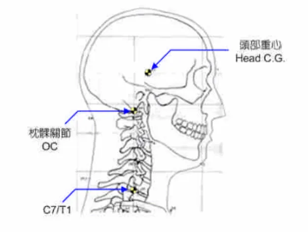 圖 4 AATD 頭頸示意圖(Schneider et al., 1983)