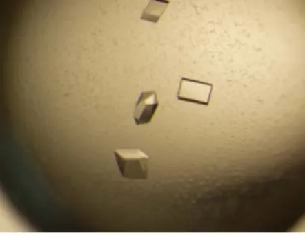 Figure 4.  PerR crystals grown from 28% PEG 3000, 0.1 M MgCl2, and 0.1 M Tris pH 8.0. 