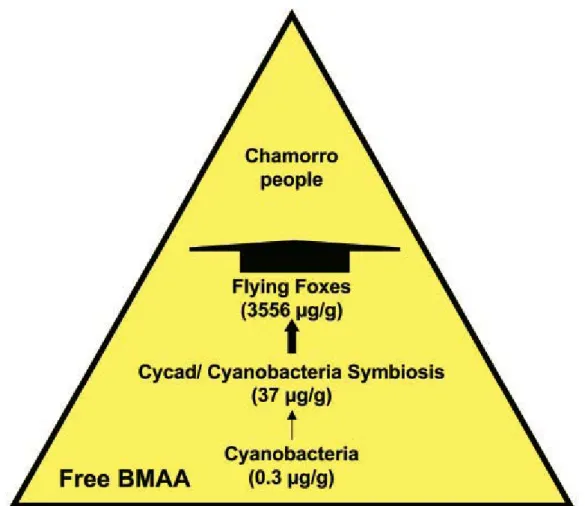 圖 2- 2.  關島地區藻毒素 BMAA 的生物濃縮作用，轉移之游離態 BMAA 濃度正 比於箭頭寬度(Cox et al. 2003)   